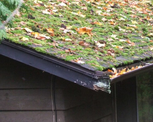 Moss and leaves on dirty roof